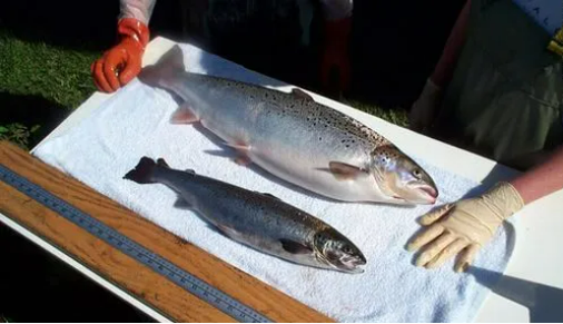 阿拉斯加鮭魚捕撈季于本月16日開放