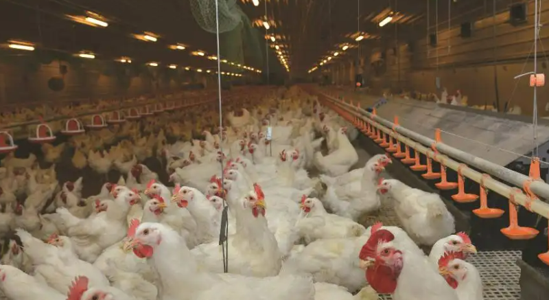 馬來(lái)西亞再宣布廢除小麥和肉雞進(jìn)口準(zhǔn)證