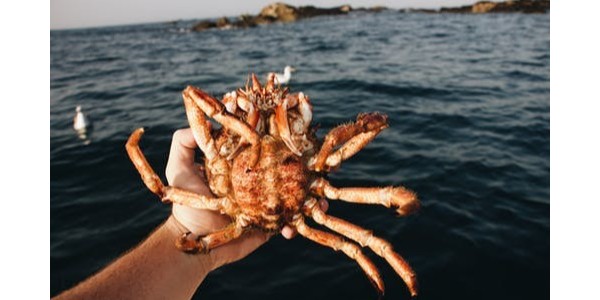 水產(chǎn)品進(jìn)口報(bào)關(guān)