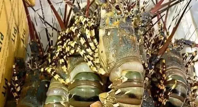 今年前5個(gè)月越南龍蝦對(duì)中國出口額增長29倍