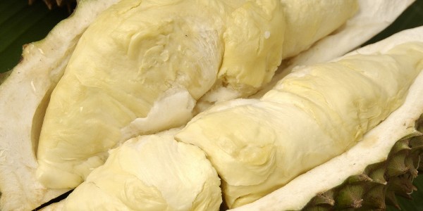 菲律賓、馬來西亞公司合作共建榴蓮農(nóng)場