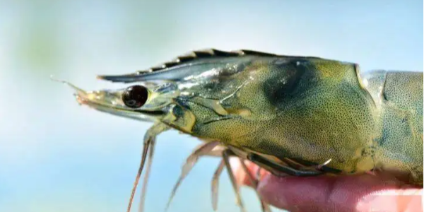 阿根廷紅蝦產(chǎn)量減半，船凍產(chǎn)品需求仍然低迷