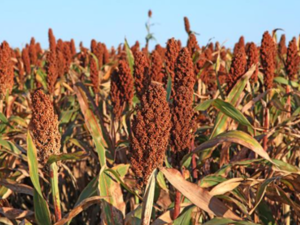 白俄羅斯小麥粉獲批進(jìn)入中國市場