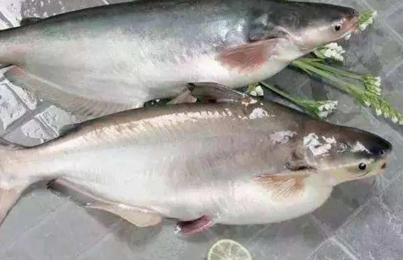 柬埔寨巴沙魚已完成輸華程序