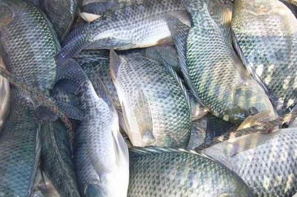 巴西羅非魚價(jià)格進(jìn)入下行區(qū)間