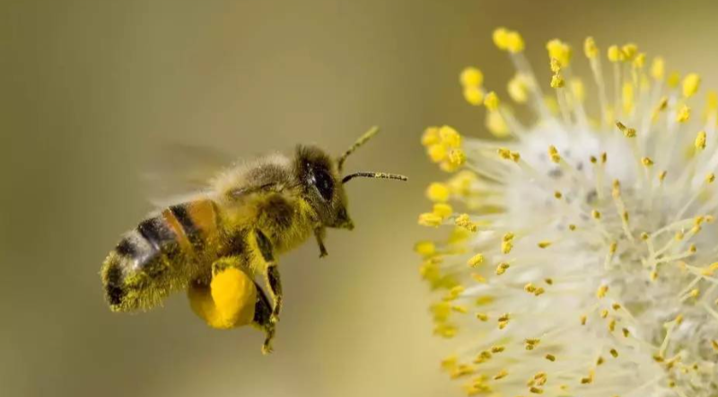 俄羅斯水產(chǎn)及蜂產(chǎn)品輸華企業(yè)名單再擴(kuò)大