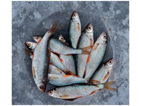 解讀：古巴養(yǎng)殖水產(chǎn)品進口報關(guān)檢驗檢疫要求