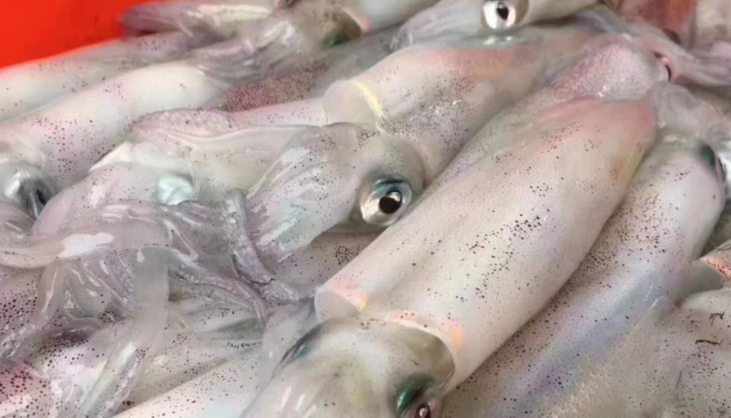 截止5月中旬，阿根廷魷魚漁獲量同比增加7%