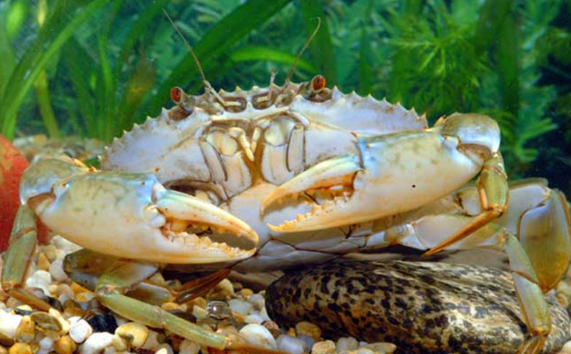 中國、美國、日本對(duì)越南海蟹進(jìn)口量大幅增加