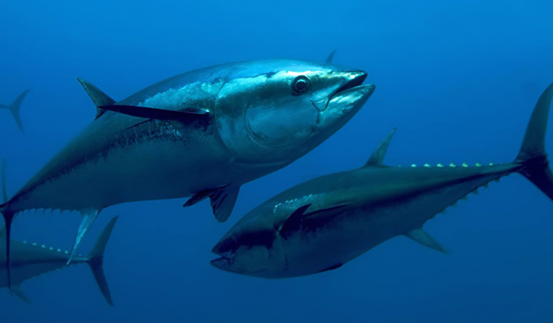 今年上半年智利三文魚(yú)對(duì)中國(guó)出口貿(mào)易漲幅141%