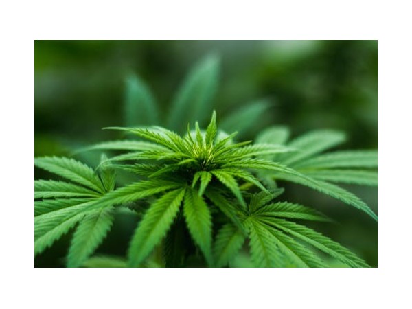 進口報關(guān)|進口干玫瑰花清關(guān)