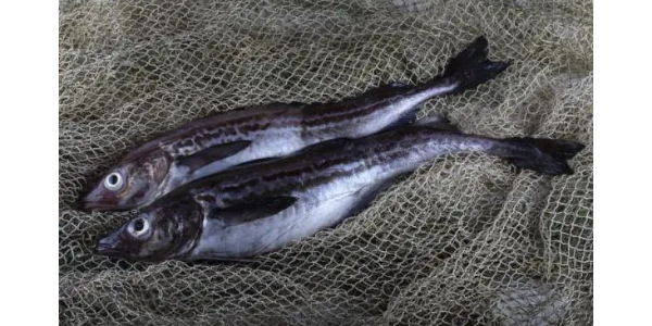 微信截圖_20230322085734