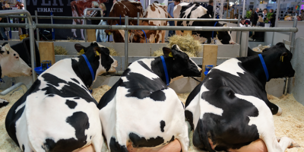 澳大利亞總理表示中國(guó)沒(méi)道理禁止進(jìn)口澳洲牛肉