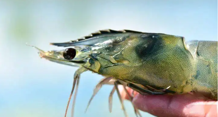 五月份，厄蝦出口量達(dá)到9.5萬(wàn)噸，再次刷新歷史