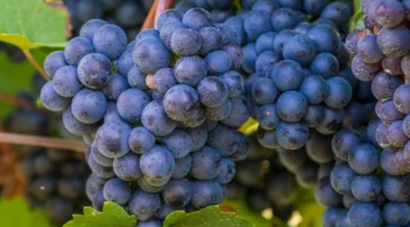 微信截圖_20220530141423