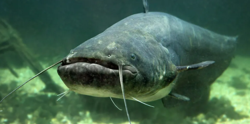 再添6家越南鯰魚加工企業(yè)準(zhǔn)許向美國出口產(chǎn)品