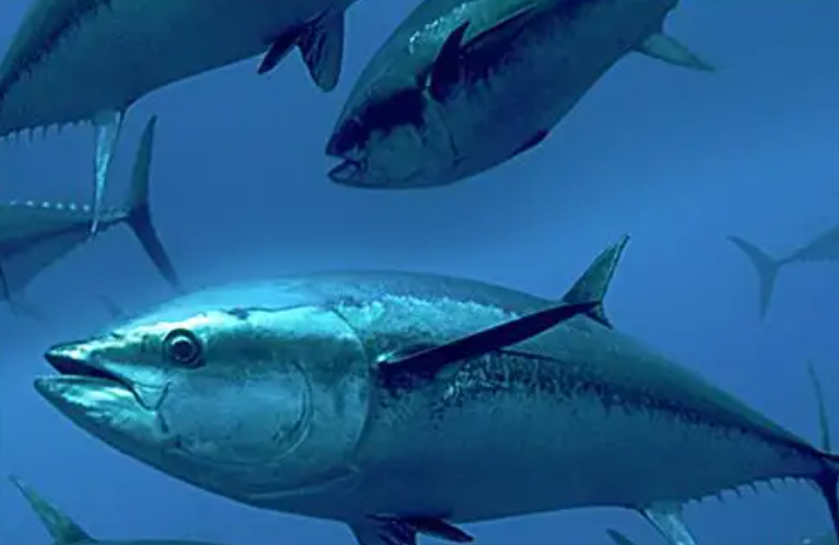 阿拉斯加鮭魚捕撈季于本月16日開放