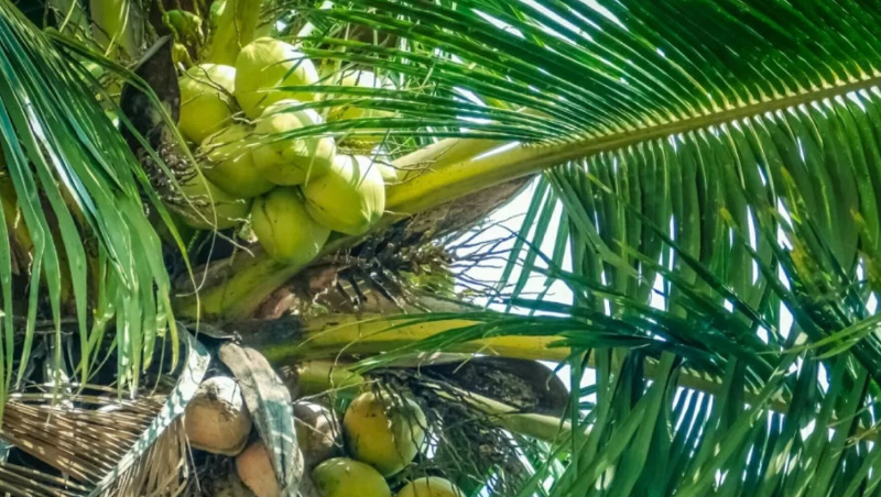 越南檳椥椰子跌到6毛一個，尋求提振對華出口