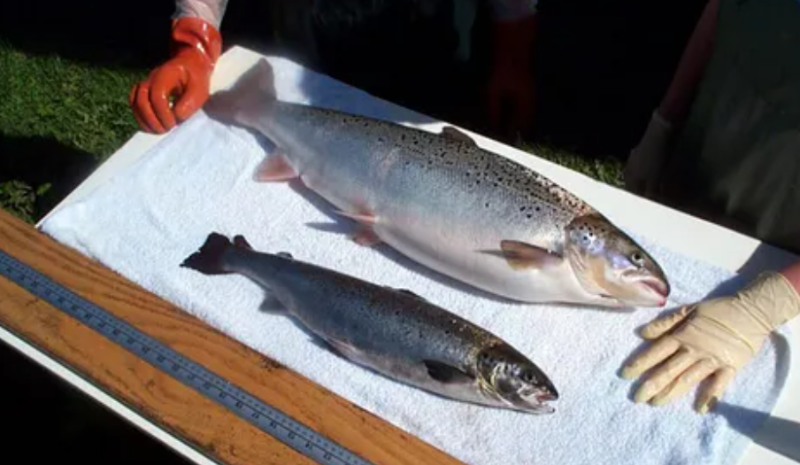 今年5月韓國新鮮鮭魚進(jìn)口額同比增長20%