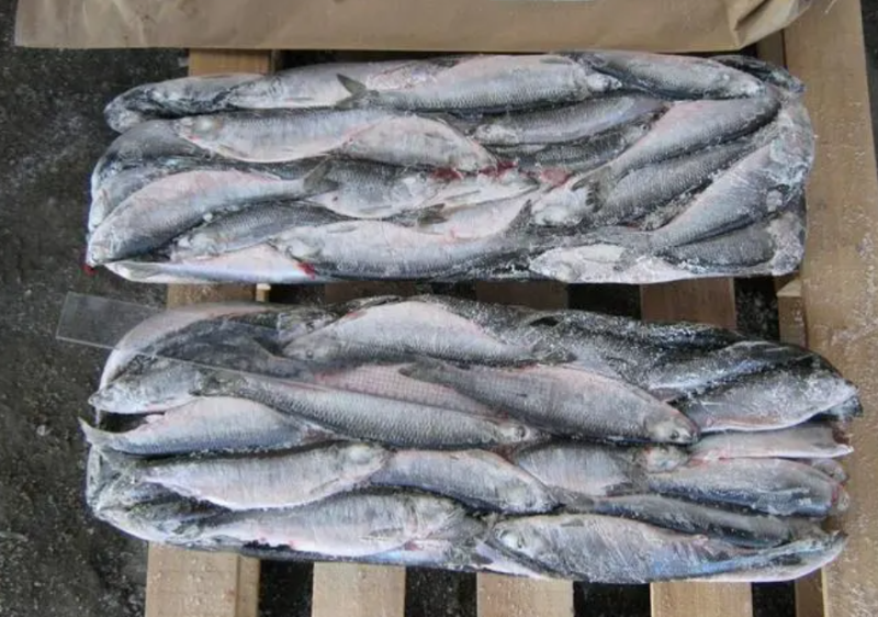 今年前5個(gè)月韓國(guó)進(jìn)口冷凍鯡魚數(shù)量同比增加3.38%